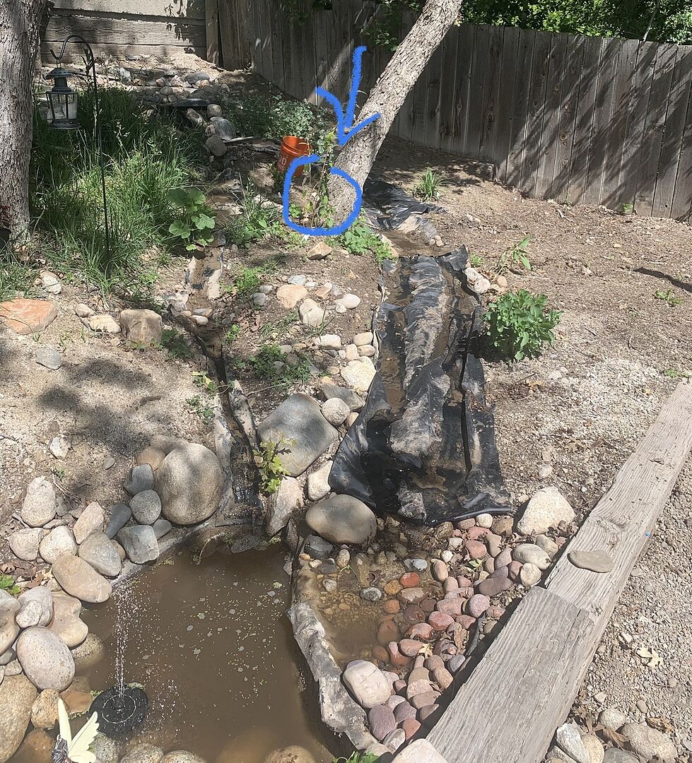 Black Knight Butterfly bush arrived