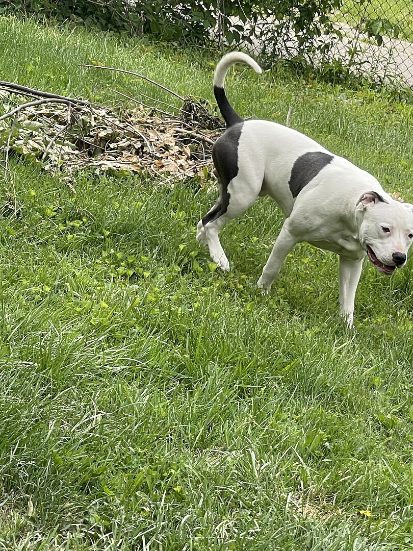 Dog Protein Bully Max PRO Series Muscle Gain Supplement Chews Bully Max