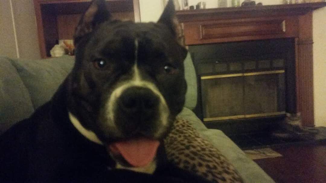 Bully Max® Nutrition Plans Best Dog Food for Pitbulls Bully Max