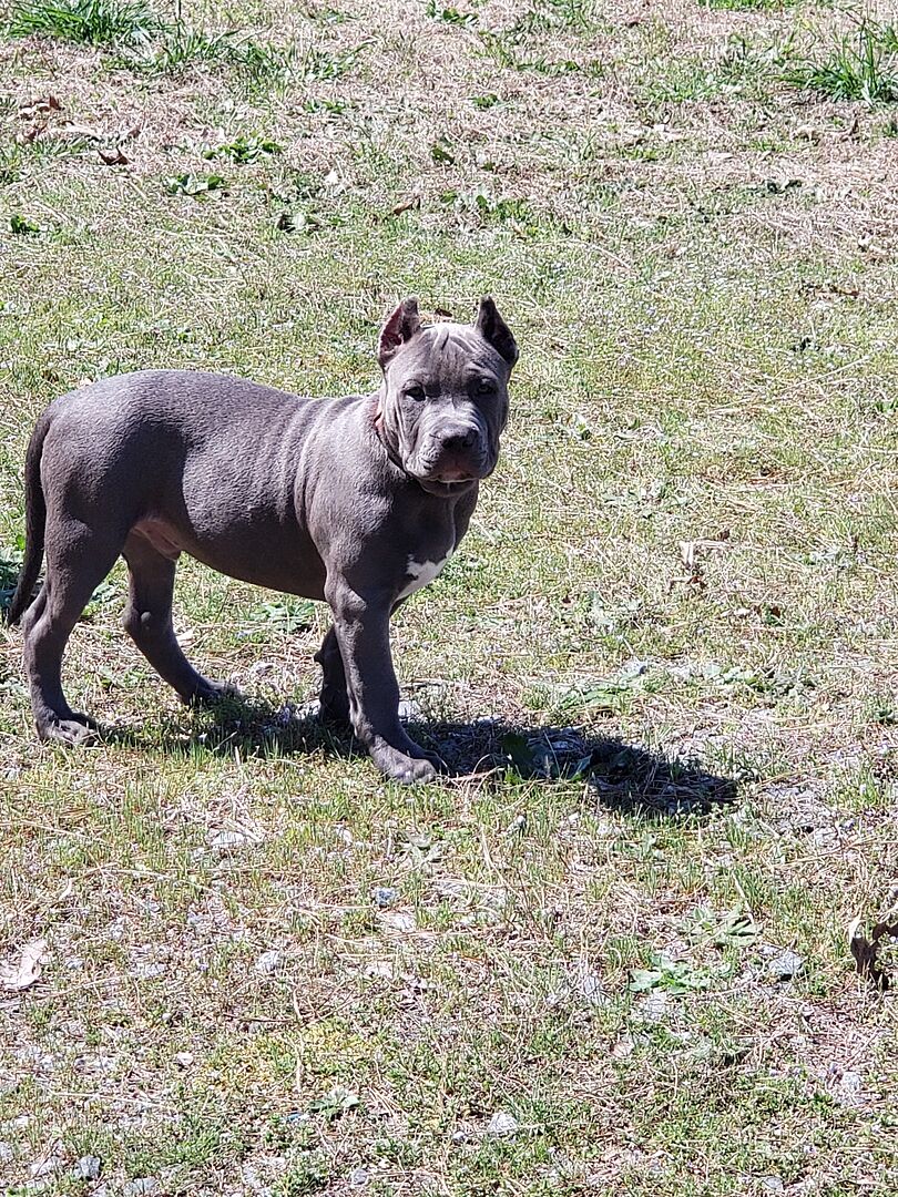 Bully Max® Nutrition Plans Best Dog Food for Pitbulls Bully Max