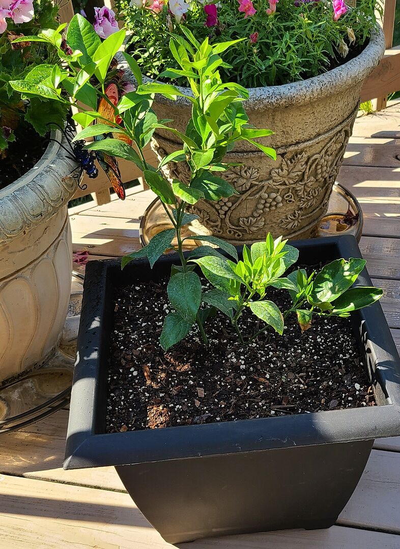 Love my lemon tree. Got