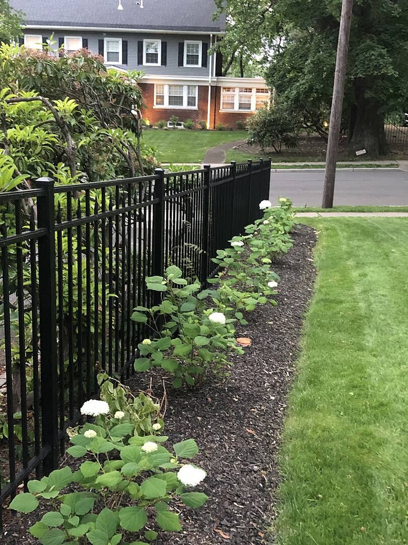 These hydrangeas are beautiful. I