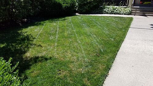 A lawn in Richmond, VA