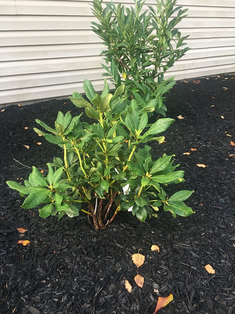 Easy ordering, quick delivery. Ordered