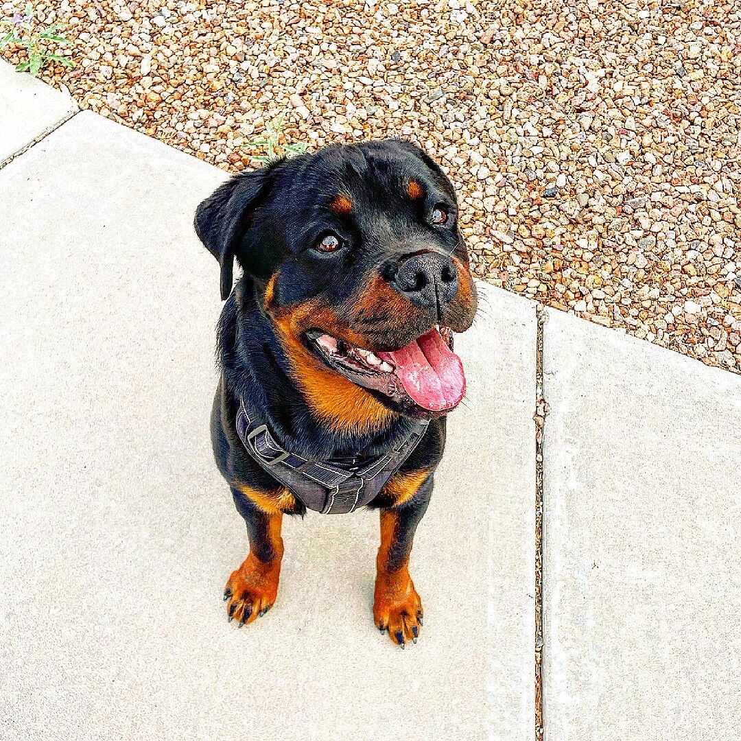 Saul F.'s adult Rottweiler, Zeus, sitting on a sunny driveway