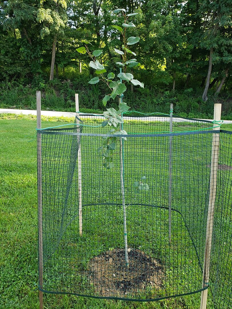 The tree arrived quickly and