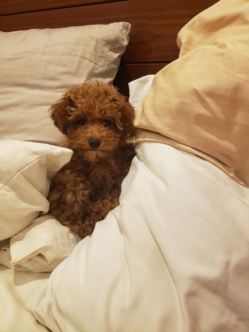 PuppySpot Reviews PuppySpot