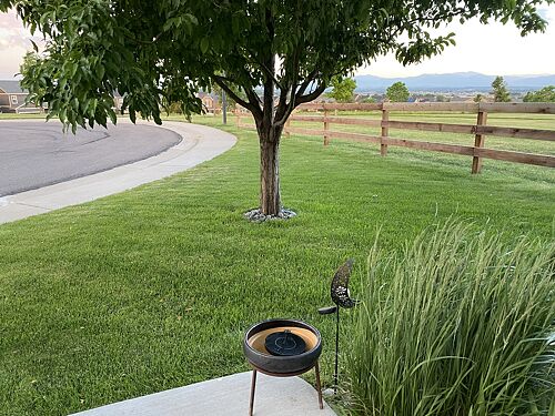 A lawn in Thornton, CO