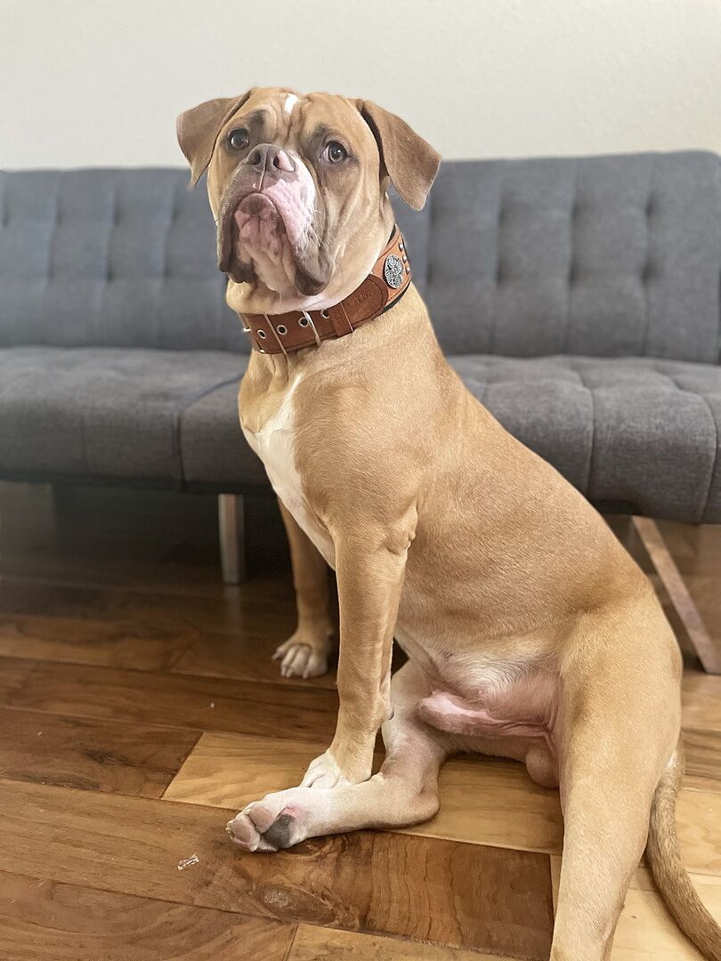 Jason P.'s white and fawn American Bulldog sitting on the floor in front of a gray couch