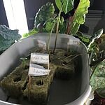 Image of review by Cylie B. on June 07, 16 number 1