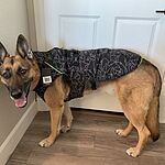 canada pooch expedition coat