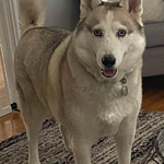 Image of Review by chris w. on  8 Sep 2021 number 1