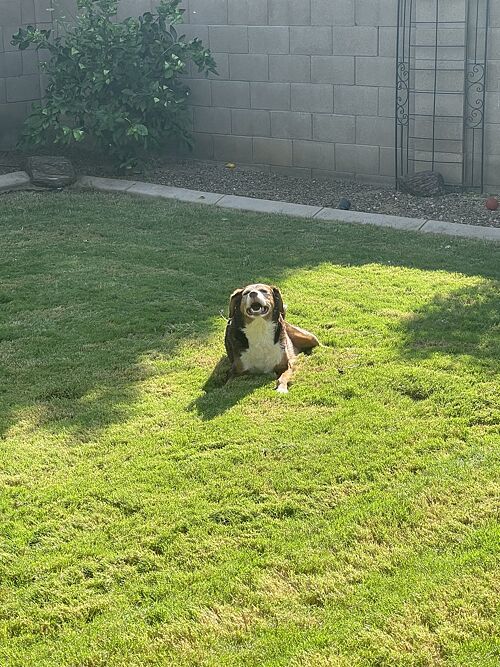A lawn in Phoenix, AZ