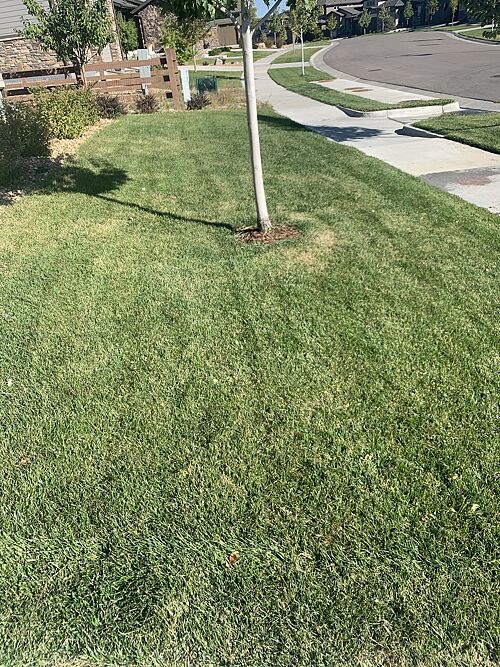 A lawn in Aurora, CO