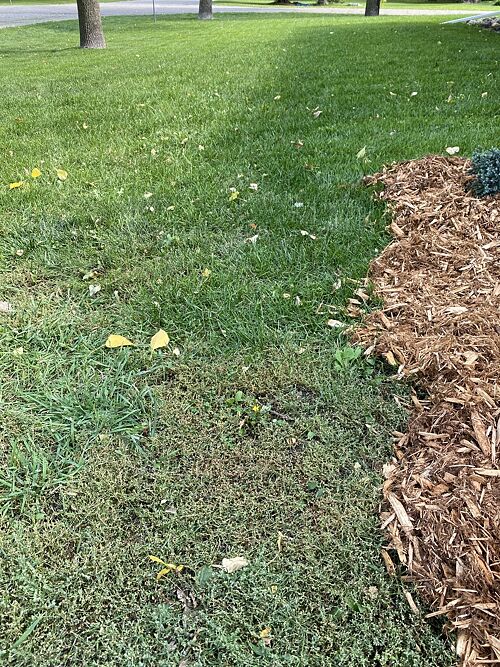 A lawn in North East, ND