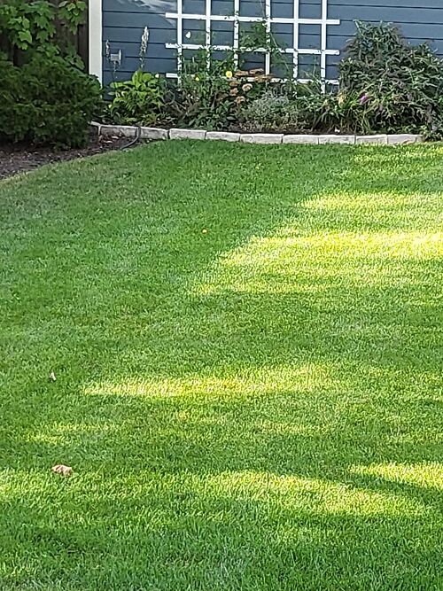 A lawn in Wilmette, IL