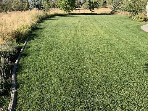 A lawn in ID