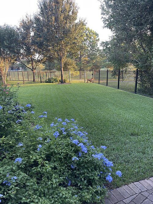 A lawn in Houston, TX