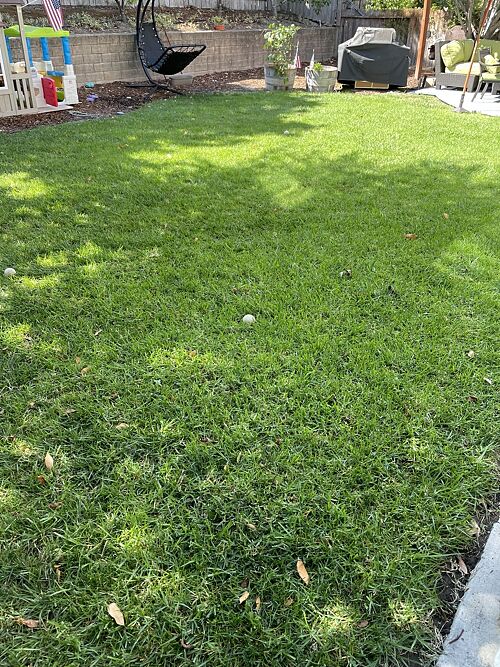 A lawn in San Luis Obispo, CA