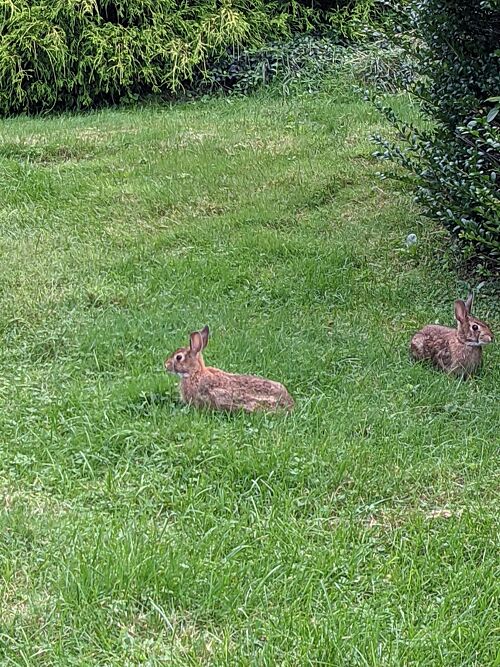 A lawn in Glastonbury, CT