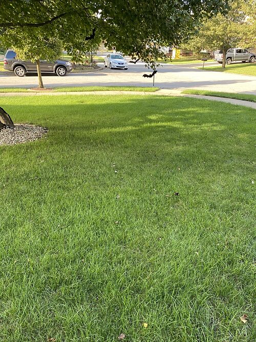A lawn in Lexington, KY