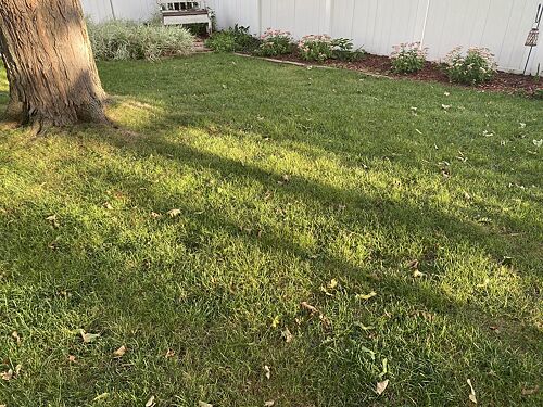 A lawn in Appleton, WI