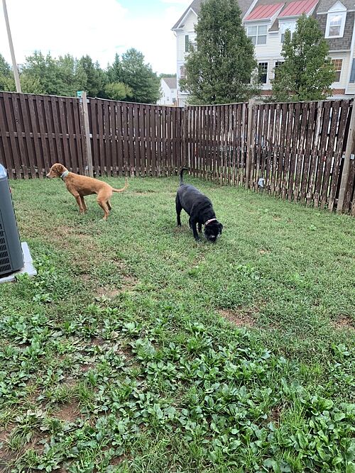 A lawn in Manassas, VA