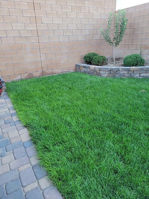A lawn in Rio Rancho, NM