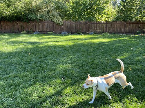 A lawn in Portland, OR