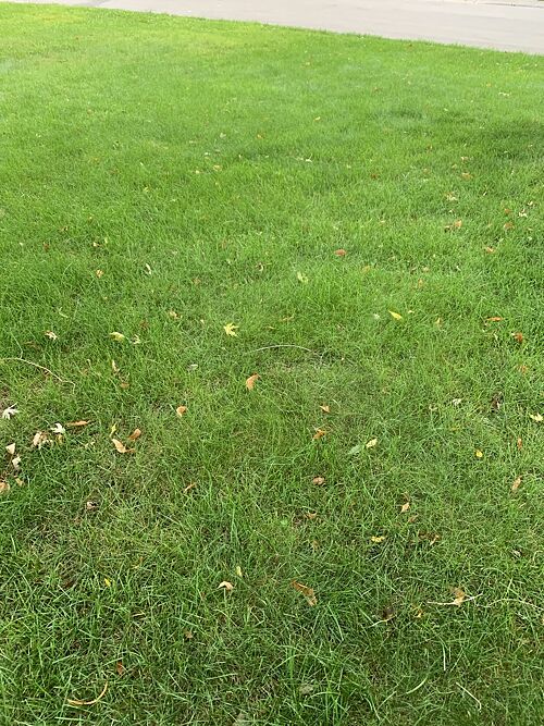 A lawn in Eden Prairie, MN