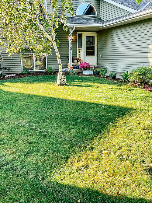 A lawn in MN