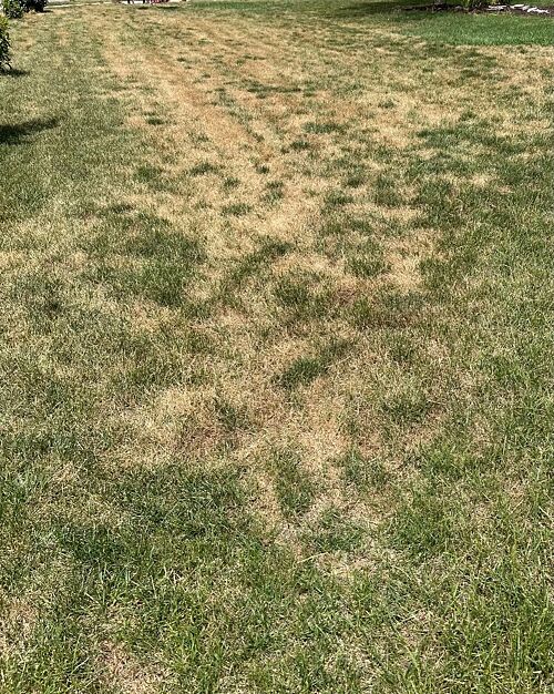 A lawn in IA