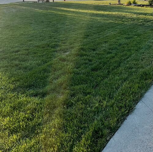 A lawn in IA