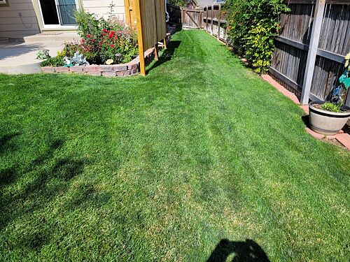 A lawn in Westminster, CO
