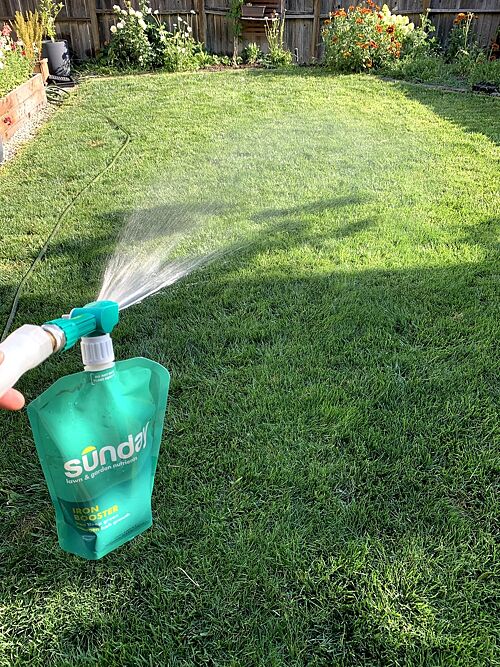 A lawn in Sacramento, CA
