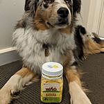 black dog yoghurt drops