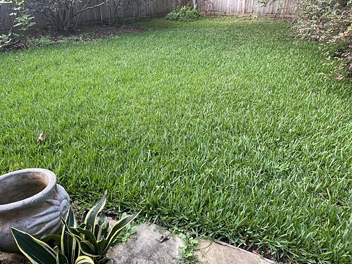 A lawn in TX