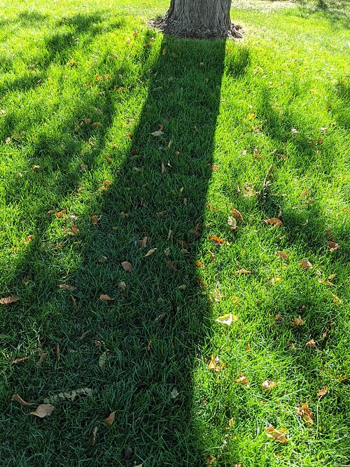 A lawn in Louisville, CO