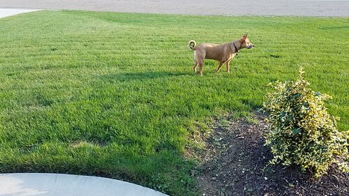 A lawn in Uniontown, OH