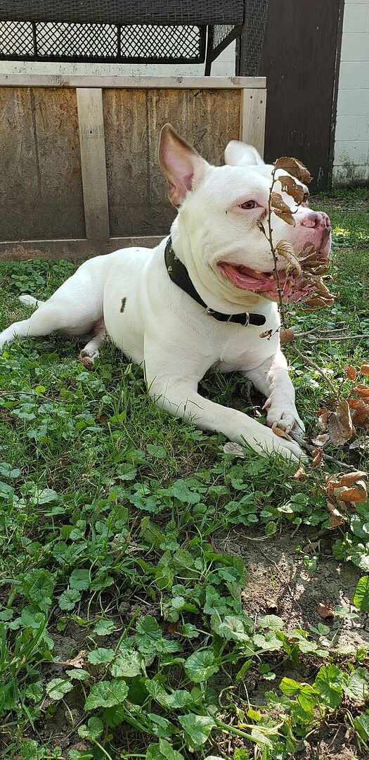 Paul S.'s white pit bull lying in the grass