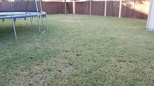 A lawn in Fort Worth, TX
