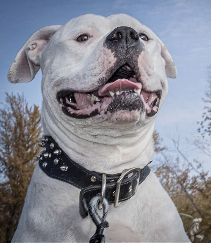 L E.'s white American Bulldog smiling in a spiked collar