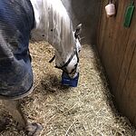 Image of Review by Rianne G. on  7 Dec 2021 number 1