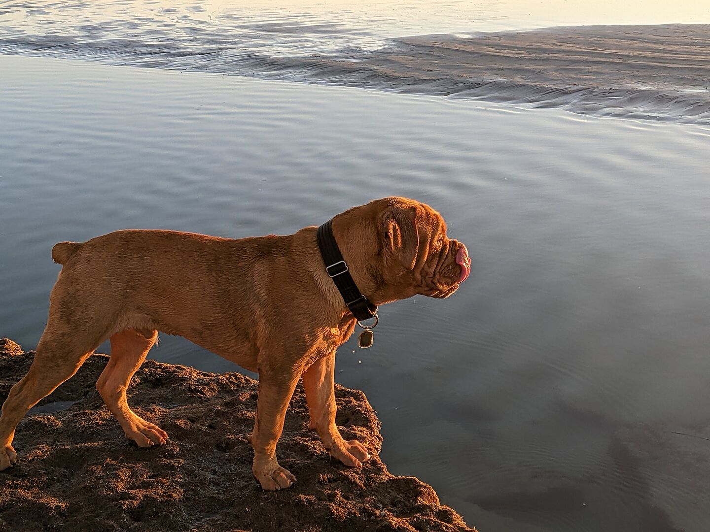 Glenn G.'s Olde English Bulldogge standing on rocks by the water