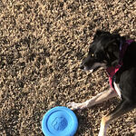west paw zogoflex frisbee
