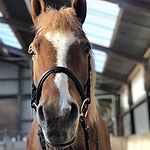 Image of Review by Janneke B. on  9 Jan 2022 number 1