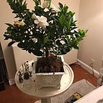 Gardenia Topiary for Sympathy