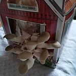 Svampehus
