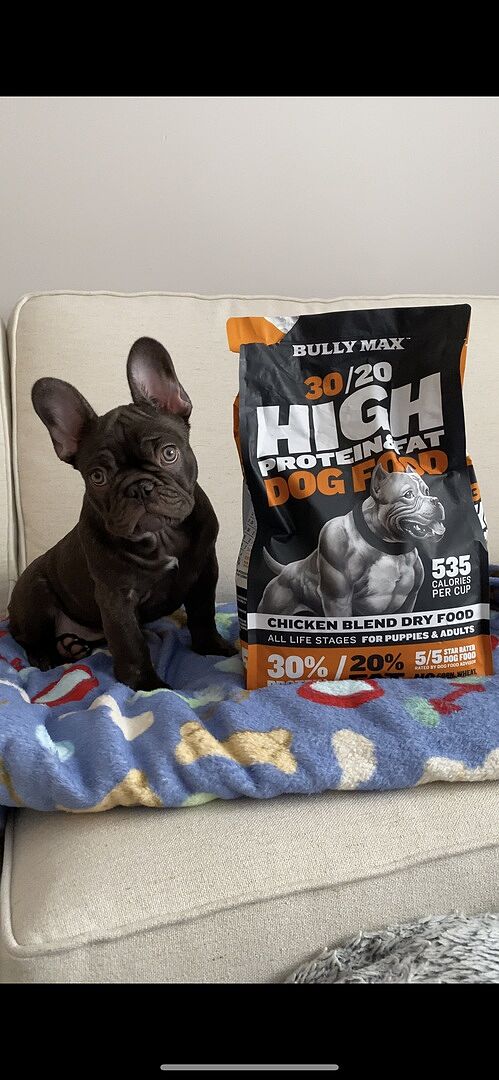 Matt M.'s French Bulldog puppy beside a bag of Bully Max 30/20