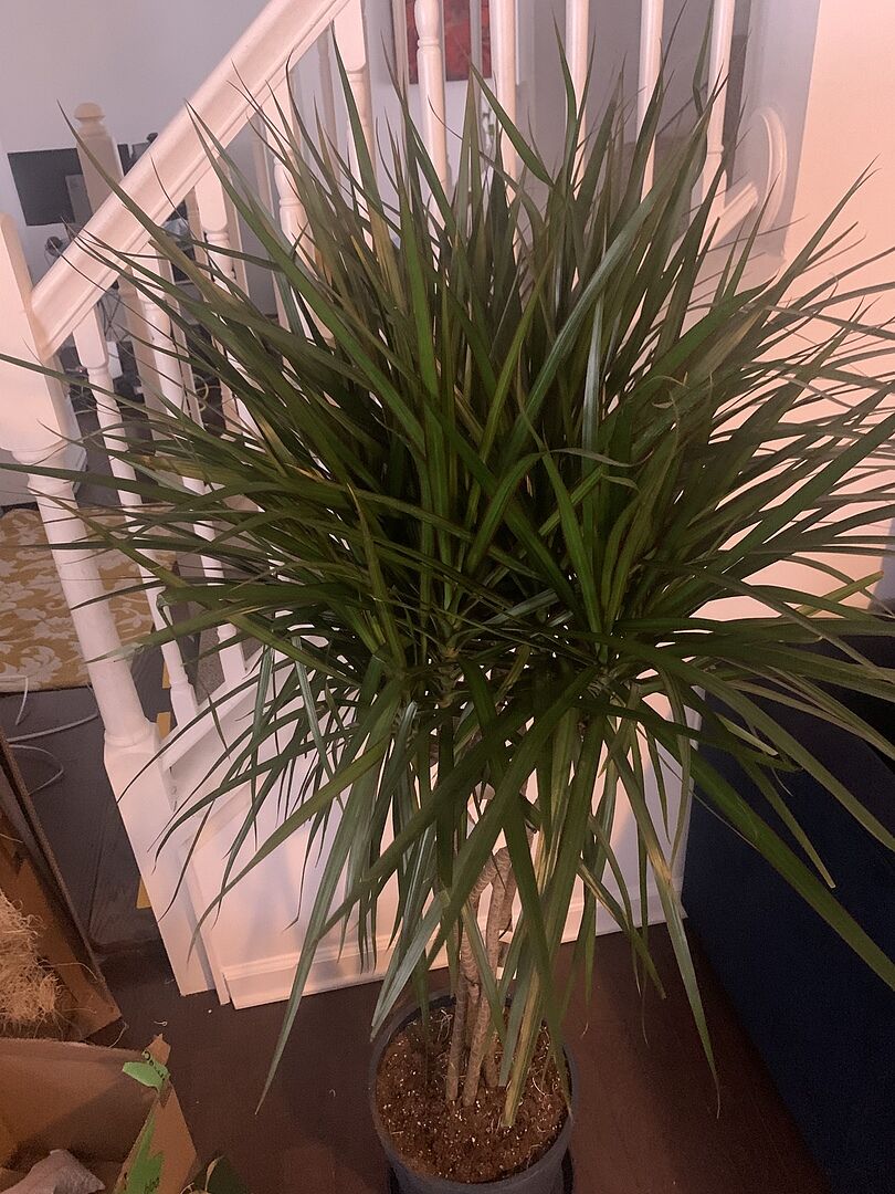 Customer photo